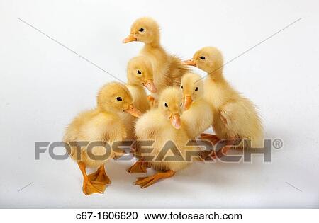 Ducklings on white background View Large Photo Image Stock Image - Ducklings on white background. Fotosearch