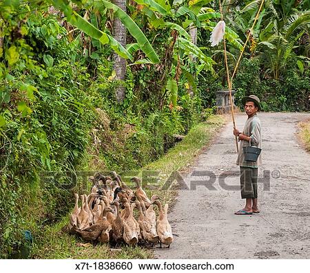 Ducks being herded near Candi Dasa, Eastern Bali, Indonesia View Large Photo Image Stock Image - Ducks being herded near Candi Dasa, Eastern Bali, Indonesia. Fotosearch