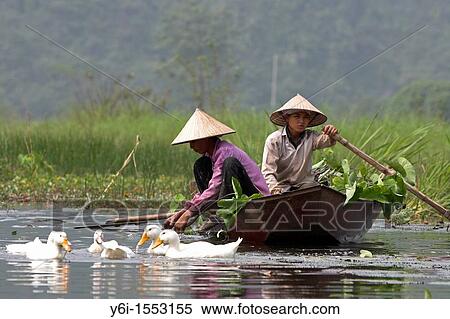 Ducks beside conical hat women collecting water lily pads on Yen River leading to Perfume Pagoda near Hanoi north Vietnam View Large Photo Image Stock Photography - Ducks beside conical hat women collecting water lily pads on Yen River leading to Perfume Pagoda near Hanoi north Vietnam. Fotosearch