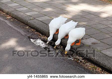 Ducks drinking water from the gutter View Large Photo Image Stock Photography - Ducks drinking water from the gutter. Fotosearch