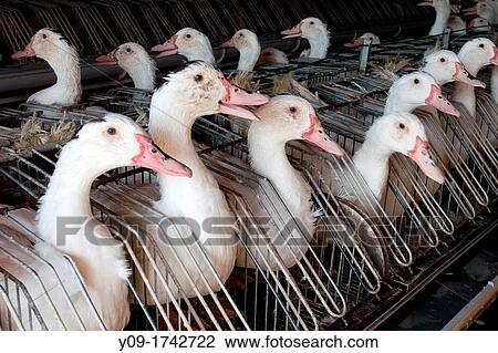 Ducks, Duck farm, Foie gras factory, Preixana, L? Urgell, Catalonia, Spain View Large Photo Image Stock Image - Ducks, Duck farm, Foie gras factory, Preixana, L? Urgell, Catalonia, Spain. Fotosearch