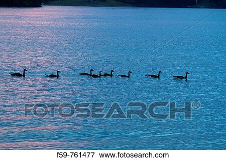 Ducks-In-A-Row, Canadian Geese at Douglas Lake, TN View Large Photo Image Stock Photo - Ducks-In-A-Row, Canadian Geese at Douglas Lake, TN. Fotosearch