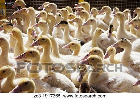 Ducks in cages Fair Beaucroissant is an agricultural fair that takes place every two years in the town of Beaucroissant, Isere, Rhone Alpes, France View Large Photo Image Stock Photography - Ducks in cages Fair Beaucroissant is an agricultural fair that takes place every two years in the town of Beaucroissant, Isere, Rhone Alpes, France. Fotosearch