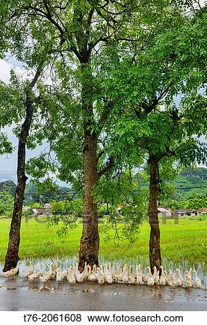 ducks in the road near Ninh Binh, Vietnam. View Large Photo Image Stock Photo - ducks in the road near Ninh Binh, Vietnam.. Fotosearch