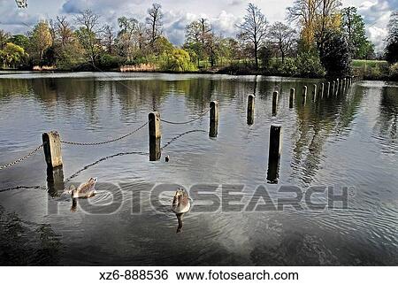 Ducks in The Serpentine, Kensington gardens, London, England, Europe View Large Photo Image Stock Photograph - Ducks in The Serpentine, Kensington gardens, London, England, Europe. Fotosearch