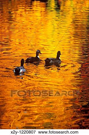 Stock Photo - Ducks on a pond with golden reflections of autumn. Fotosearch