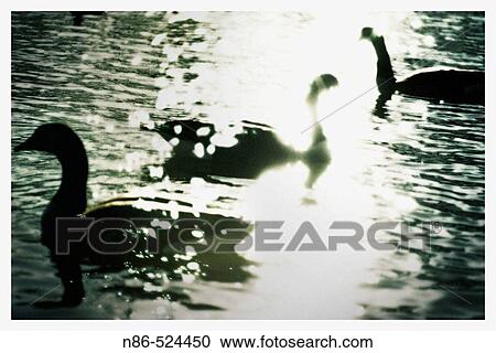 Ducks? silhouette View Large Photo Image Stock Image - Ducks? silhouette. Fotosearch