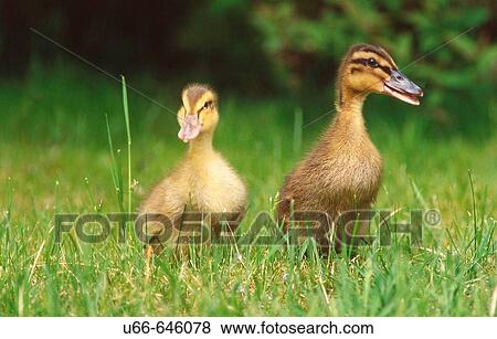 Stock Photo - Ducks. Fotosearch