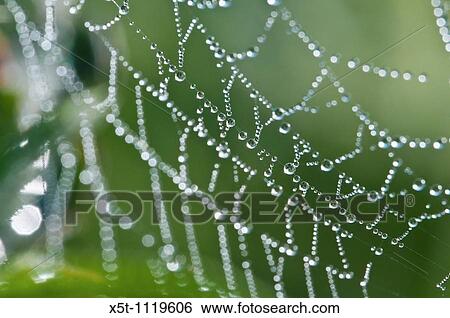 Due drops of a spider's web View Large Photo Image Stock Photograph - Due drops of a spider's web. Fotosearch