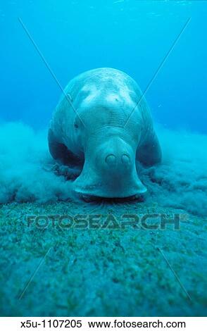 Dugong feeding in sea grass meadow underwater View Large Photo Image Stock Photography - Dugong feeding in sea grass meadow underwater. Fotosearch