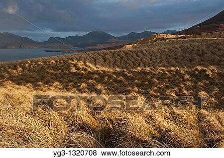 Dune grass, Luskentyre beach, Isle of Harris, Western Isles, Scotland View Large Photo Image Stock Photo - Dune grass, Luskentyre beach, Isle of Harris, Western Isles, Scotland. Fotosearch