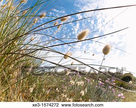 Dune spikes View Large Photo Image Stock Image - Dune spikes. Fotosearch