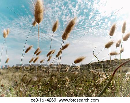 Dune spikes View Large Photo Image Stock Photo - Dune spikes. Fotosearch