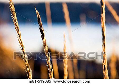 Dunegrass (Elymus mollis) at Cordova Spit. Vancouver Island, British Columbia, Canada 19 Febuary 2006. View Large Photo Image Stock Photography - Dunegrass (Elymus mollis) at Cordova Spit. Vancouver Island, British Columbia, Canada 19 Febuary 2006.. Fotosearch