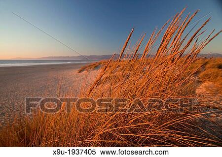 dunes and grass on Oxnard beach, California, United States of America, USA View Large Photo Image Stock Photography - dunes and grass on Oxnard beach, California, United States of America, USA. Fotosearch