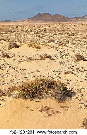 Dunes at South Jandia Natural Park, Jandia peninsula, Fuerteventura, Las Palmas, Canary Islands, Spain View Large Photo Image Stock Image - Dunes at South Jandia Natural Park, Jandia peninsula, Fuerteventura, Las Palmas, Canary Islands, Spain. Fotosearch
