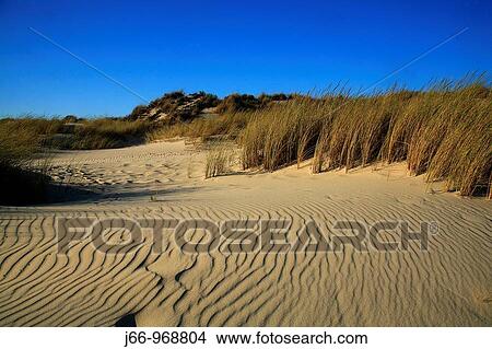 Dunes, Doana National Park, Huelva province, Andalusia, Spain View Large Photo Image Picture - Dunes, Doana National Park, Huelva province, Andalusia, Spain. Fotosearch