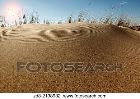 Stock Image - dunes in doana national park. spain.. Fotosearch