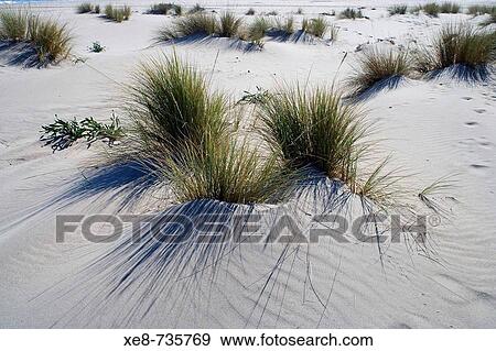 Dunes of San Jose and Monsul beach, Cabo de Gata-Nijar Biosphere Reserve. Almeria province, Andalucia, Spain View Large Photo Image Stock Photo - Dunes of San Jose and Monsul beach, Cabo de Gata-Nijar Biosphere Reserve. Almeria province, Andalucia, Spain. Fotosearch