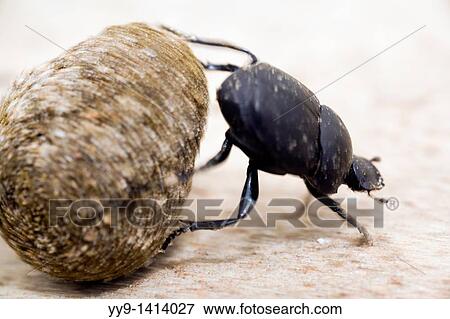 Dung Beetle - Los Novios Ranch - near Cotulla, Texas USA View Large Photo Image Stock Photo - Dung Beetle - Los Novios Ranch - near Cotulla, Texas USA. Fotosearch