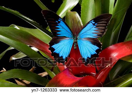 Dunk Island bluewinged butterfly Papilio Ulysses on water gathering plant View Large Photo Image Stock Image - Dunk Island bluewinged butterfly Papilio Ulysses on water gathering plant. Fotosearch