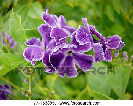 Duranta erecta, Duranta repens, Sky flower, Golden Dew Drop, Pigeon Berry View Large Photo Image Stock Photo - Duranta erecta, Duranta repens, Sky flower, Golden Dew Drop, Pigeon Berry. Fotosearch