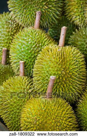 Durians とげとげである フルーツ マレーシア ストックイメージ Za8 Fotosearch