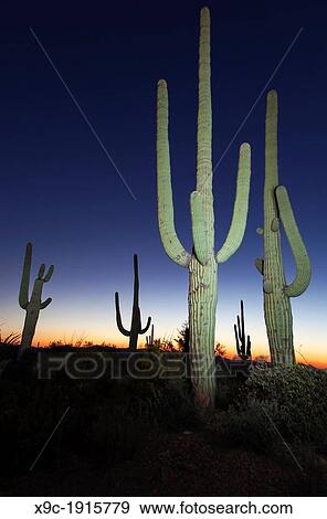 Dusk in Saguaro N P, Arizona, USA View Large Photo Image Stock Photo - Dusk in Saguaro N P, Arizona, USA. Fotosearch