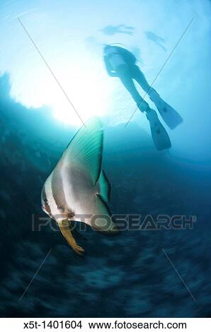 Picture - dusky batfish Platax pinnatus This fish, also called the red-faced batfish, inhabits reefs in the tropical Indo-Pacific region, from the Red Sea to the Pacific islands. Fotosearch