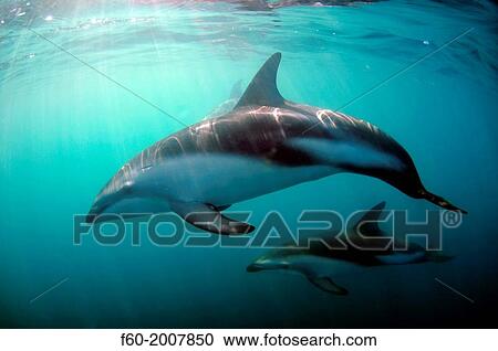 Stock Image - Dusky dolphin, Lagenorhynchus obscurus, Kaikoura, South Island, New Zealand.. Fotosearch