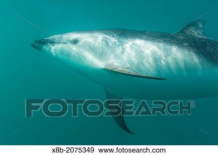 Dusky dolphin, Lagenorhynchus obscurus, underwater off Kaikoura, South Island, New Zealand. View Large Photo Image Stock Photo - Dusky dolphin, Lagenorhynchus obscurus, underwater off Kaikoura, South Island, New Zealand.. Fotosearch