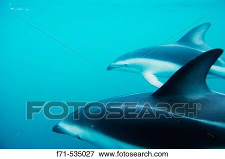Stock Photo - Dusky dolphins (Lagenorhynchus obscurus). Kaikoura, New Zealand. South Pacific Ocean.. Fotosearch