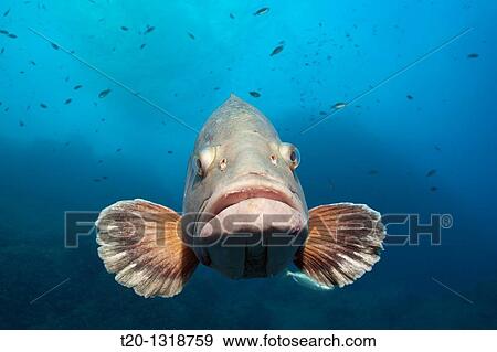 Dusky Grouper, Epinephelus marginatus, Cap de Creus, Costa Brava, Spain View Large Photo Image Stock Photo - Dusky Grouper, Epinephelus marginatus, Cap de Creus, Costa Brava, Spain. Fotosearch