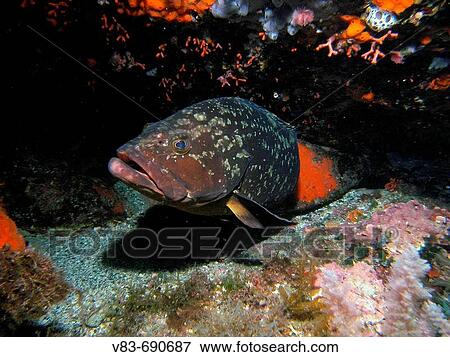 Stock Photo - Dusky Grouper (Epinephelus marginatus). Columbretes Islands, Mediterranean Sea. Fotosearch