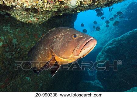 Stock Photo - Dusky Grouper inside Cave, Epinephelus marginatus, Dofi North, Medes Islands, Costa Brava, Mediterranean Sea, Spain. Fotosearch
