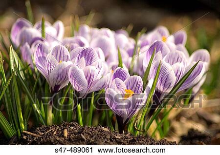 Dutch Crocus (Crocus vernus? Pickwick? ). Maryland, USA View Large Photo Image Stock Image - Dutch Crocus (Crocus vernus? Pickwick? ). Maryland, USA. Fotosearch