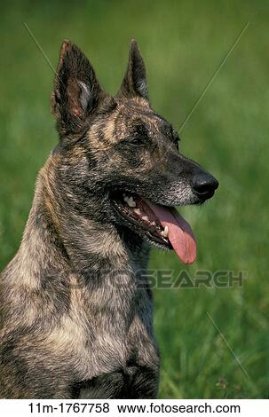 Dutch Shepherd Dog, Portrait of Adult with Tongue out View Large Photo Image Stock Photo - Dutch Shepherd Dog, Portrait of Adult with Tongue out. Fotosearch