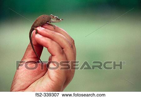 Dwarf Chameleon. Madagascar View Large Photo Image Stock Photo - Dwarf Chameleon. Madagascar. Fotosearch