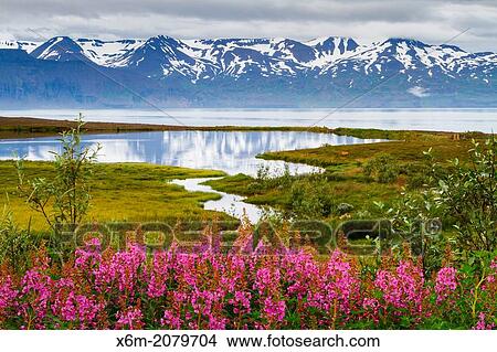 Dwarf Fireweed (Epilobium latifolium or Chamerion latifolium) in Skjalfandi bay. Husavik. Iceland, Europe. View Large Photo Image Picture - Dwarf Fireweed (Epilobium latifolium or Chamerion latifolium) in Skjalfandi bay. Husavik. Iceland, Europe.. Fotosearch