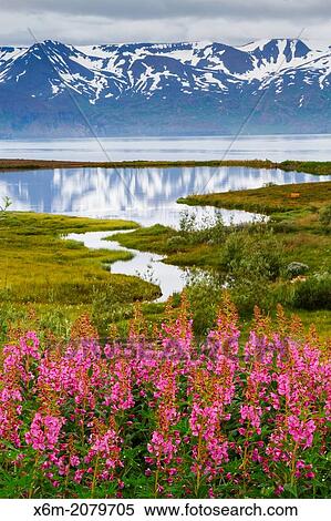 Dwarf Fireweed (Epilobium latifolium or Chamerion latifolium) in Skjalfandi bay. Husavik. Iceland, Europe. View Large Photo Image Stock Photography - Dwarf Fireweed (Epilobium latifolium or Chamerion latifolium) in Skjalfandi bay. Husavik. Iceland, Europe.. Fotosearch