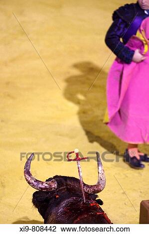 Dying bull with sword sticking out of its neck. Plaza de toros de la Real Maestranza de Caballer? a de Sevilla. Seville. Spain View Large Photo Image Stock Image - Dying bull with sword sticking out of its neck. Plaza de toros de la Real Maestranza de Caballer? a de Sevilla. Seville. Spain. Fotosearch