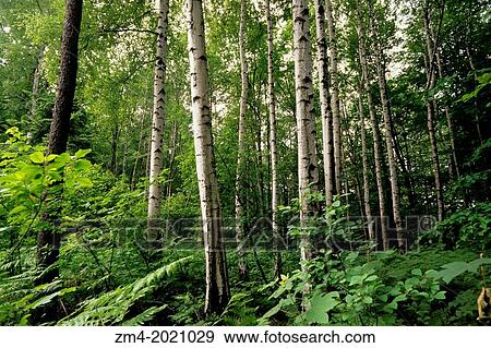 E. GERMANY, SACHSISCHE SCHWEIZ, BASTEI, BIRCH TREES. View Large Photo Image Stock Photo - E. GERMANY, SACHSISCHE SCHWEIZ, BASTEI, BIRCH TREES.. Fotosearch