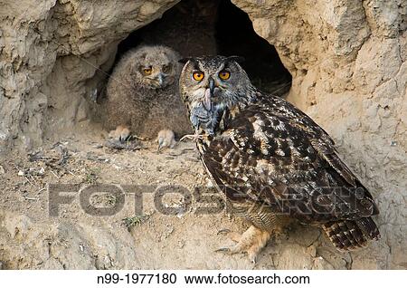 Eagle owl (Bubo bubo), adult with juvenile in front of nesting cavity, adult with juvenile Starling (Sturnus vulgaris) as prey, Bulgaria. View Large Photo Image Stock Image - Eagle owl (Bubo bubo), adult with juvenile in front of nesting cavity, adult with juvenile Starling (Sturnus vulgaris) as prey, Bulgaria.. Fotosearch
