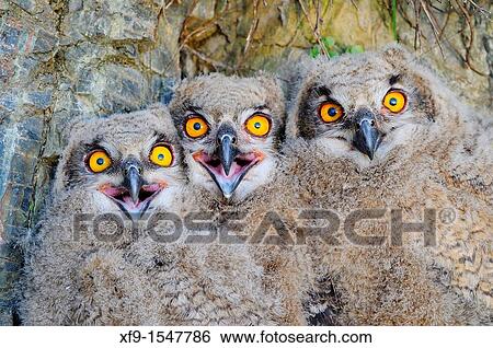 Eagle Owl. Bubo bubo. Badajoz province. Extremadura. Spain View Large Photo Image Stock Photograph - Eagle Owl. Bubo bubo. Badajoz province. Extremadura. Spain. Fotosearch