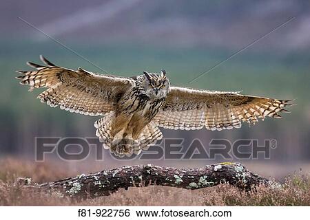 Eagle owl Bubo bubo in flight alighting onto branch captive-bred Scotland March 2008 View Large Photo Image Stock Photograph - Eagle owl Bubo bubo in flight alighting onto branch captive-bred Scotland March 2008. Fotosearch