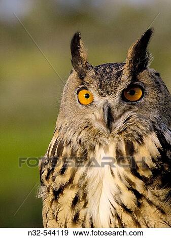Eagle Owl (Bubo bubo). View Large Photo Image Stock Photo - Eagle Owl (Bubo bubo).. Fotosearch