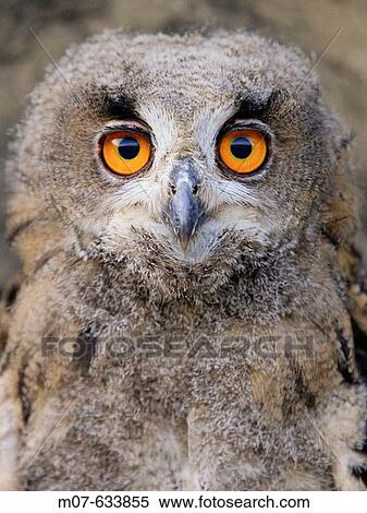 Eagle Owl, Buho Real (Bubo bubo) View Large Photo Image Stock Photography - Eagle Owl, Buho Real (Bubo bubo). Fotosearch