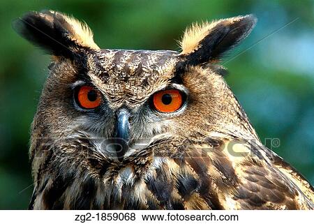 EAGLE OWL Eagle-owl Bubo bubo Eurasian Eagle Owl The Eagle Owl is a very large and powerful bird, similar in size, but typically slightly smaller than the Golden Eagle View Large Photo Image Stock Photo - EAGLE OWL Eagle-owl Bubo bubo Eurasian Eagle Owl The Eagle Owl is a very large and powerful bird, similar in size, but typically slightly smaller than the Golden Eagle. Fotosearch