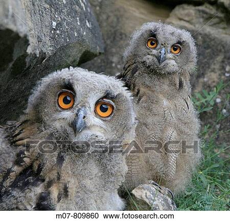 Eagle owls (bubo bubo) View Large Photo Image Stock Image - Eagle owls (bubo bubo). Fotosearch