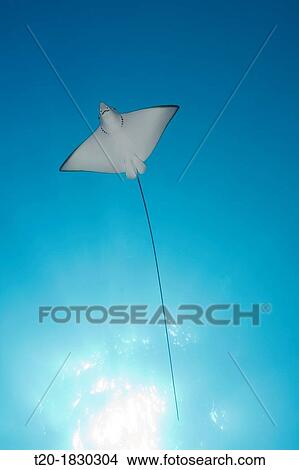 Picture - Eagle Ray, Aetobatus narinari, South Male Atoll, Maldives. Fotosearch